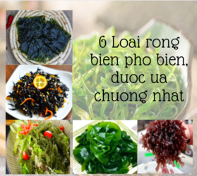 6 Loại rong biển phổ biến được ưa chuộng nhất 